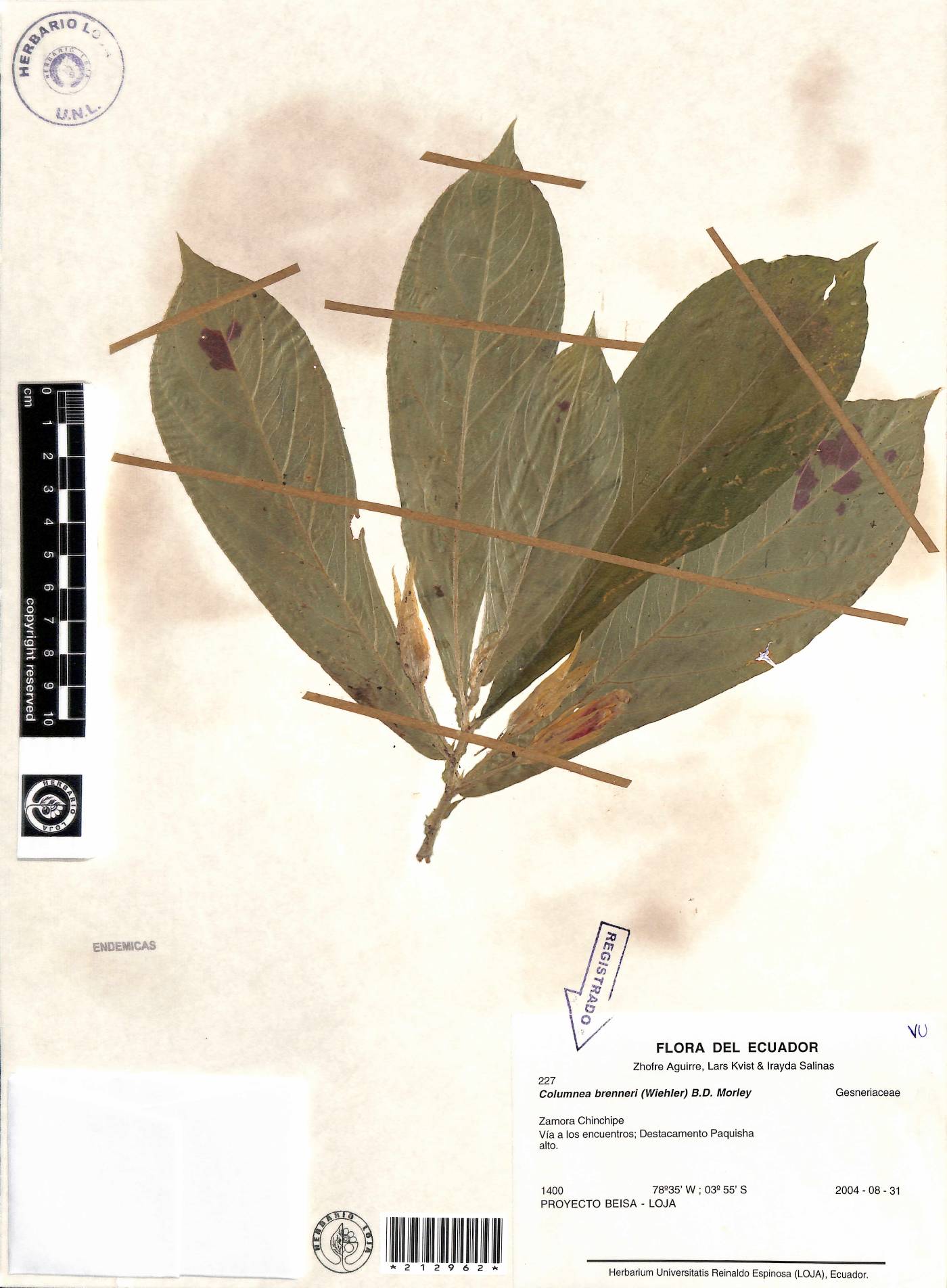 Columnea brenneri image