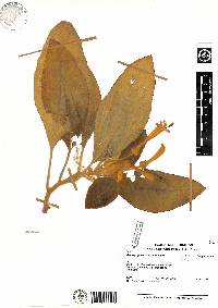 Image of Centropogon comosus