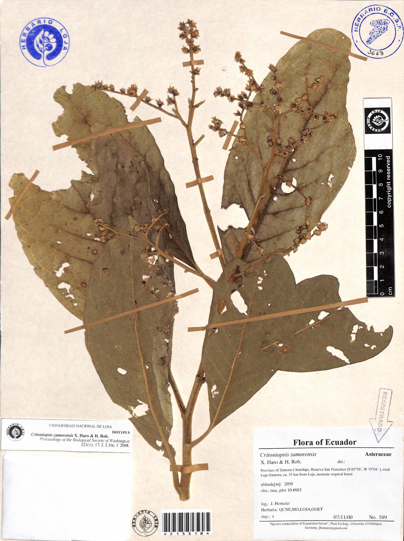 Critoniopsis zamorensis image