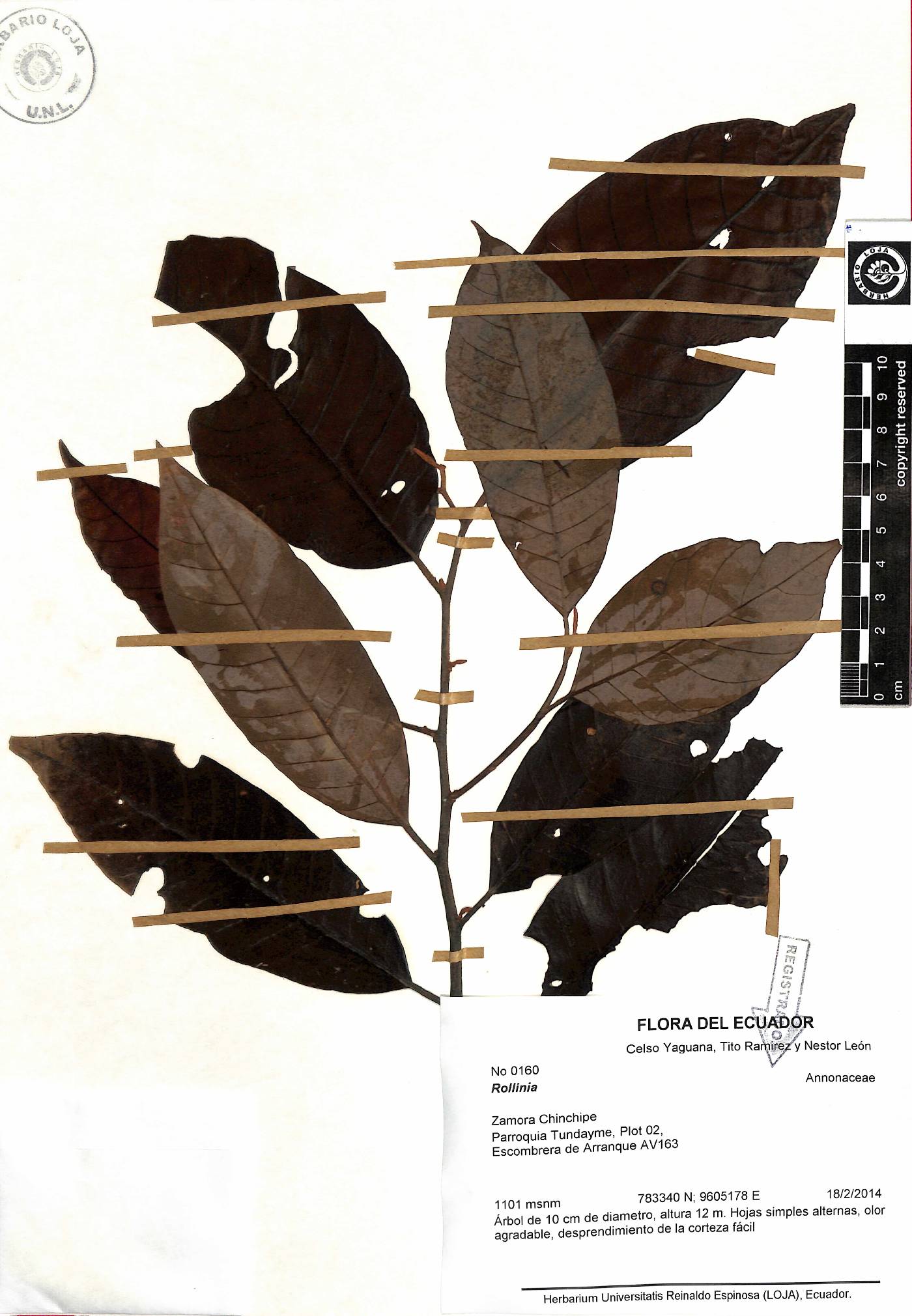 Rollinia image