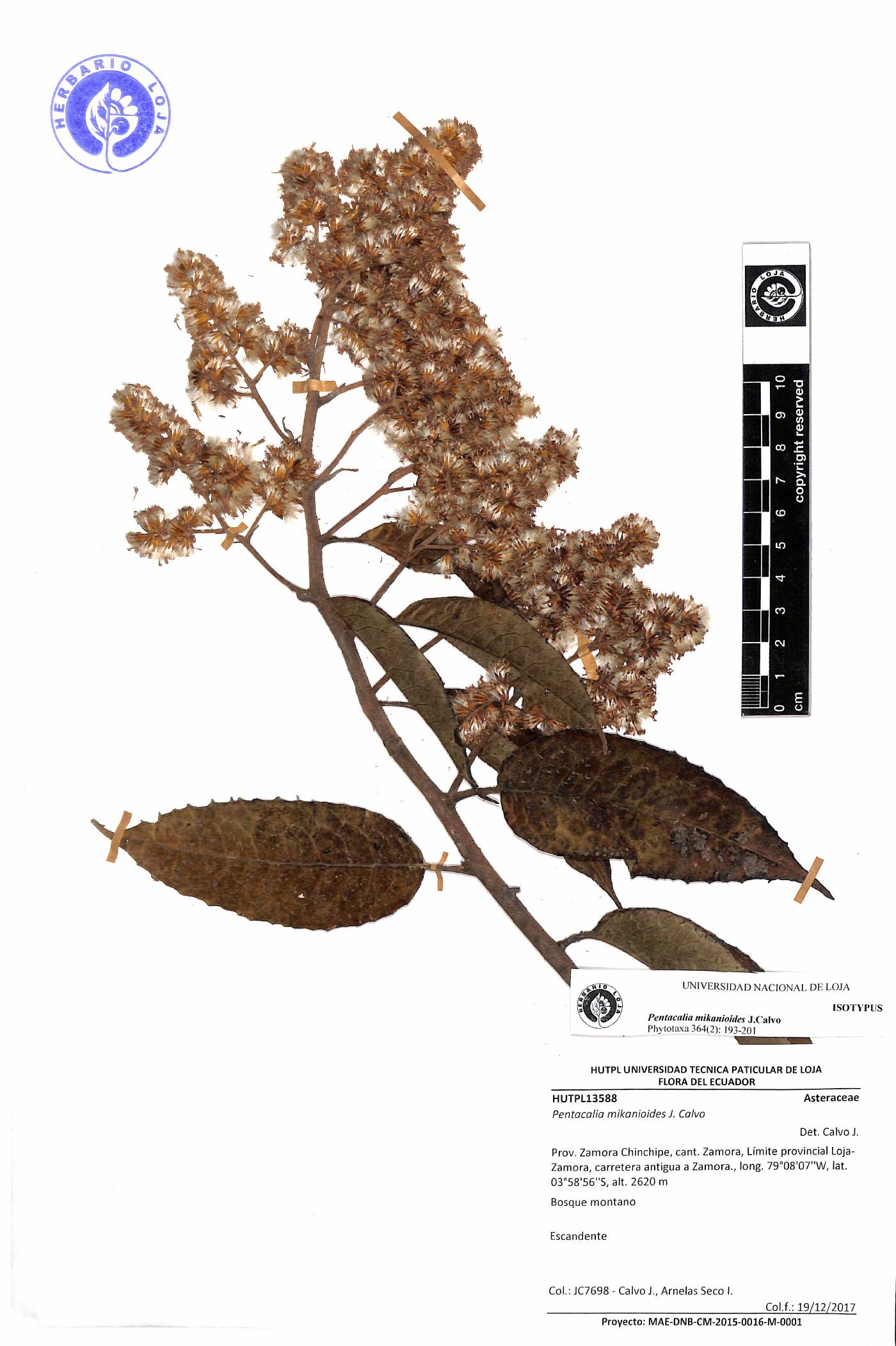 Pentacalia millei image