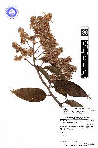 Image of Pentacalia millei