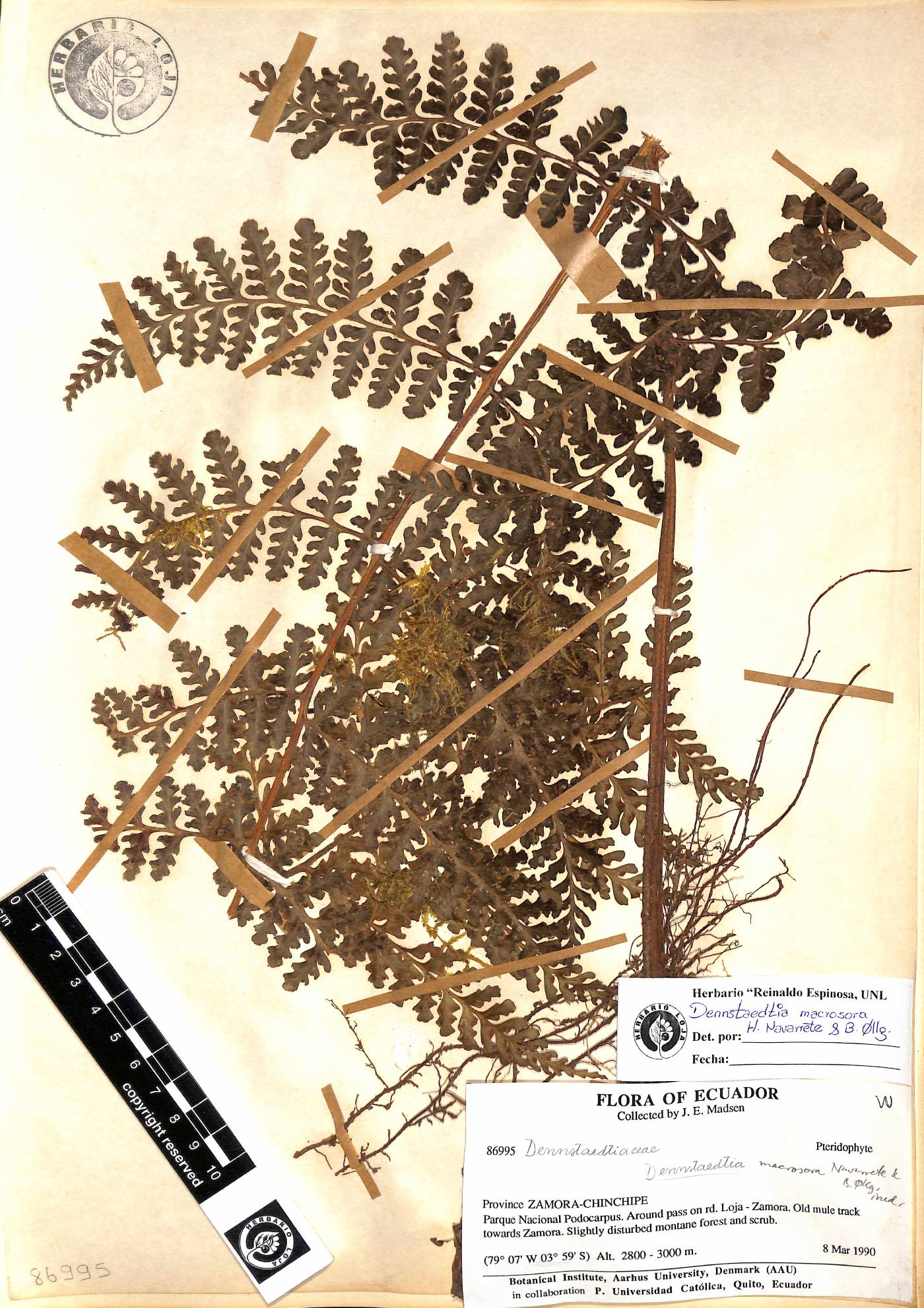 Dennstaedtia macrosora image