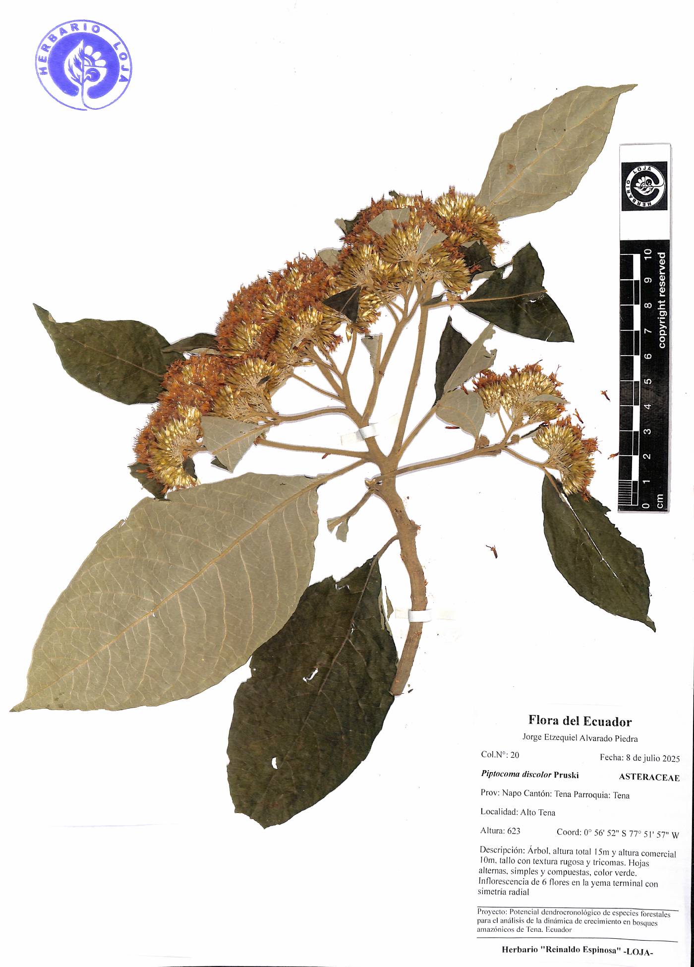 Piptocoma discolor image