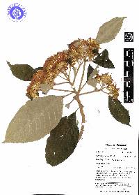 Image of Piptocoma discolor