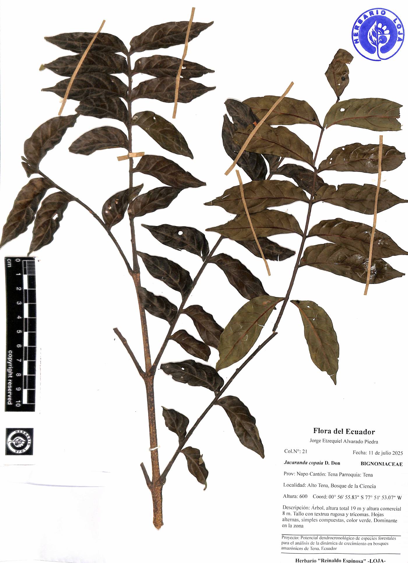 Jacaranda copaia image