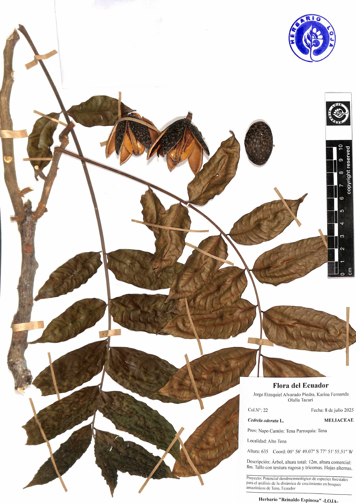 Cedrela odorata image