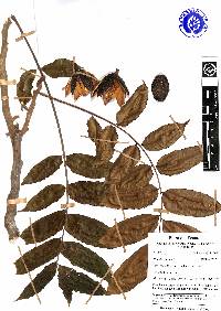 Image of Cedrela odorata