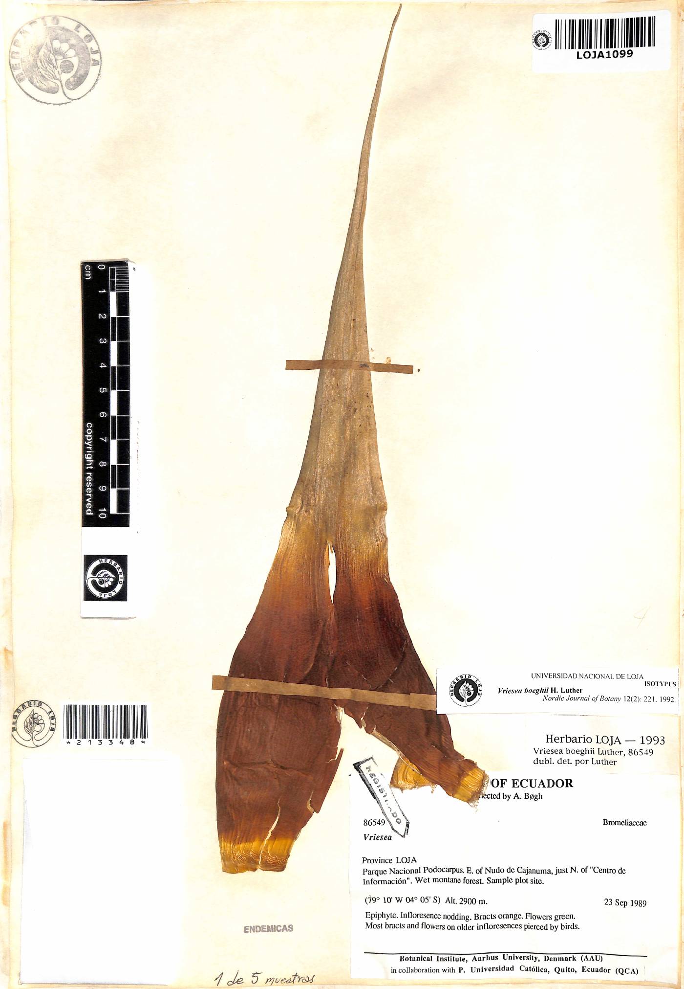 Vriesea boeghii image