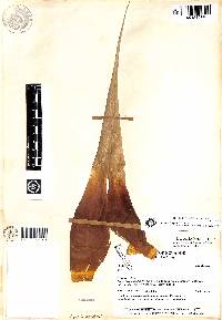 Vriesea boeghii image