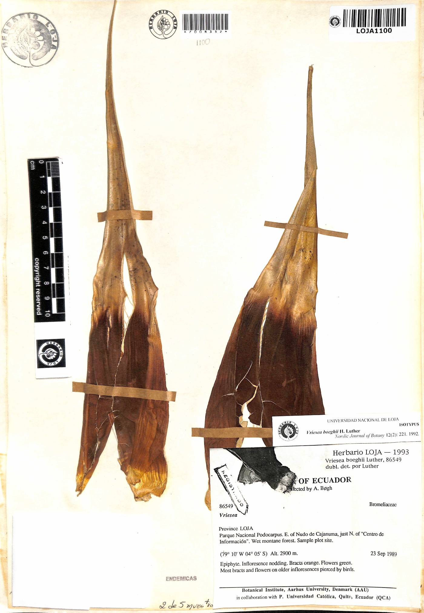 Vriesea boeghii image