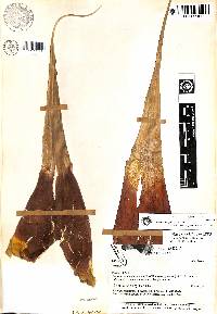 Vriesea boeghii image