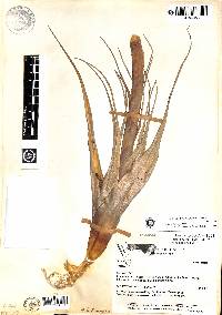 Vriesea boeghii image