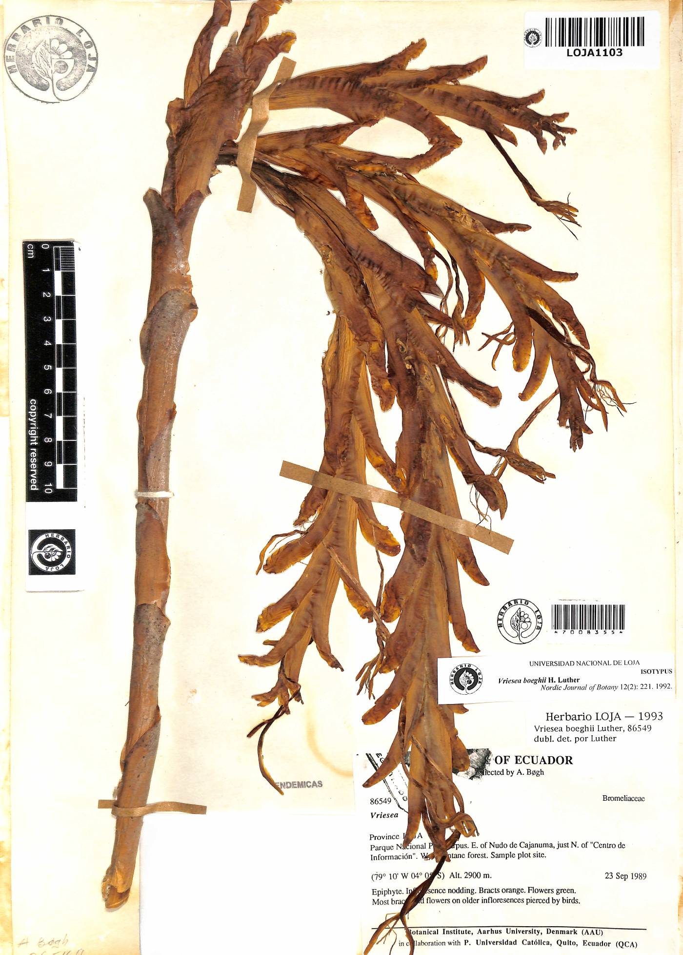 Vriesea boeghii image