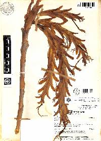 Vriesea boeghii image