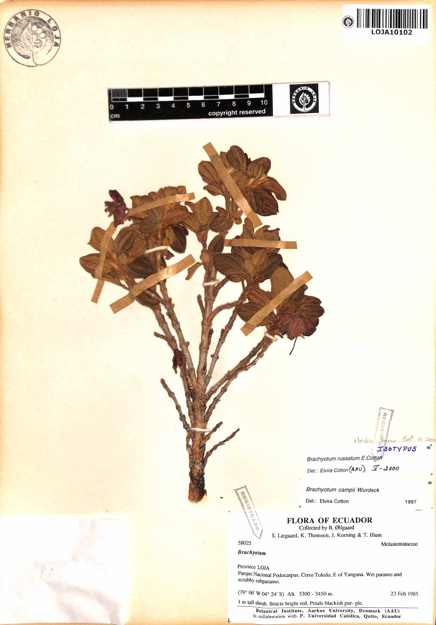 Brachyotum russatum image