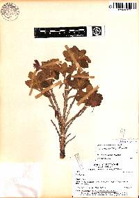 Image of Brachyotum russatum