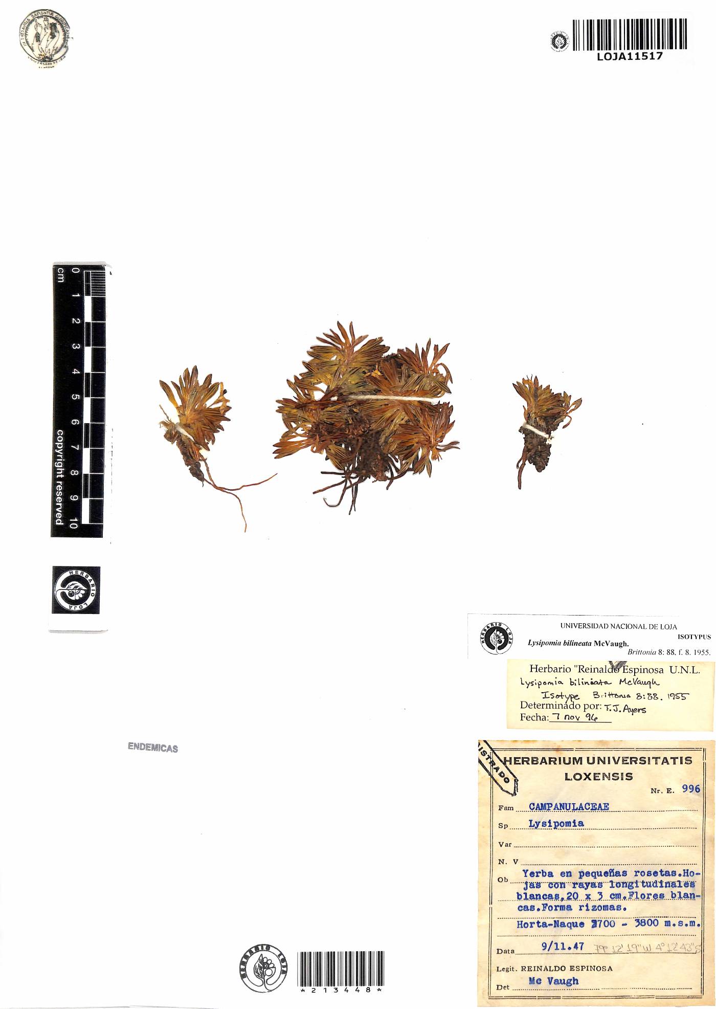 Lysipomia bilineata image