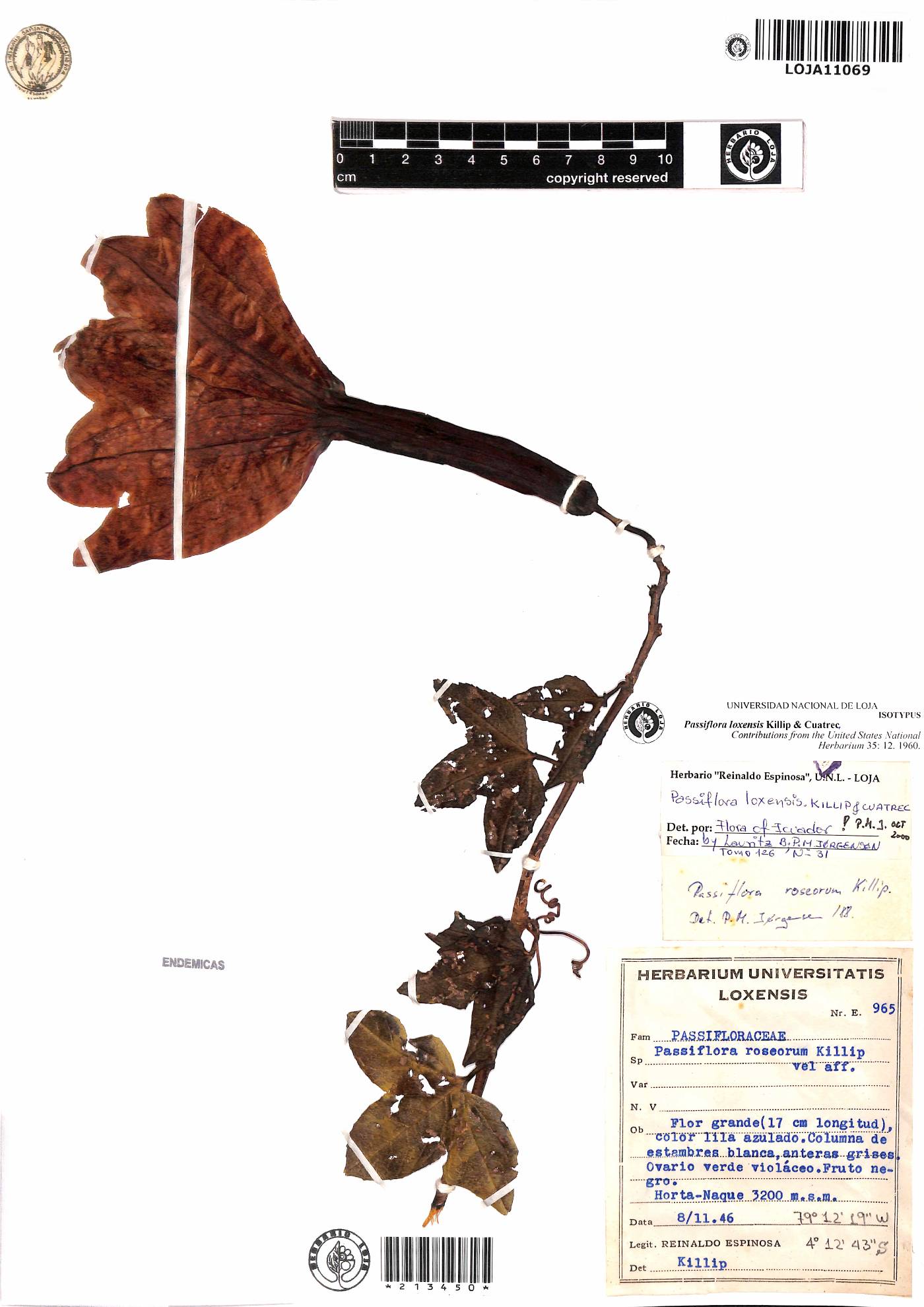 Passiflora loxensis image