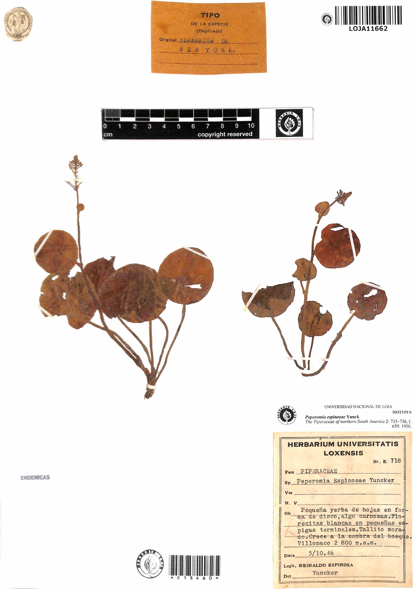 Peperomia espinosae image