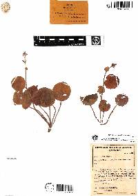 Peperomia espinosae image