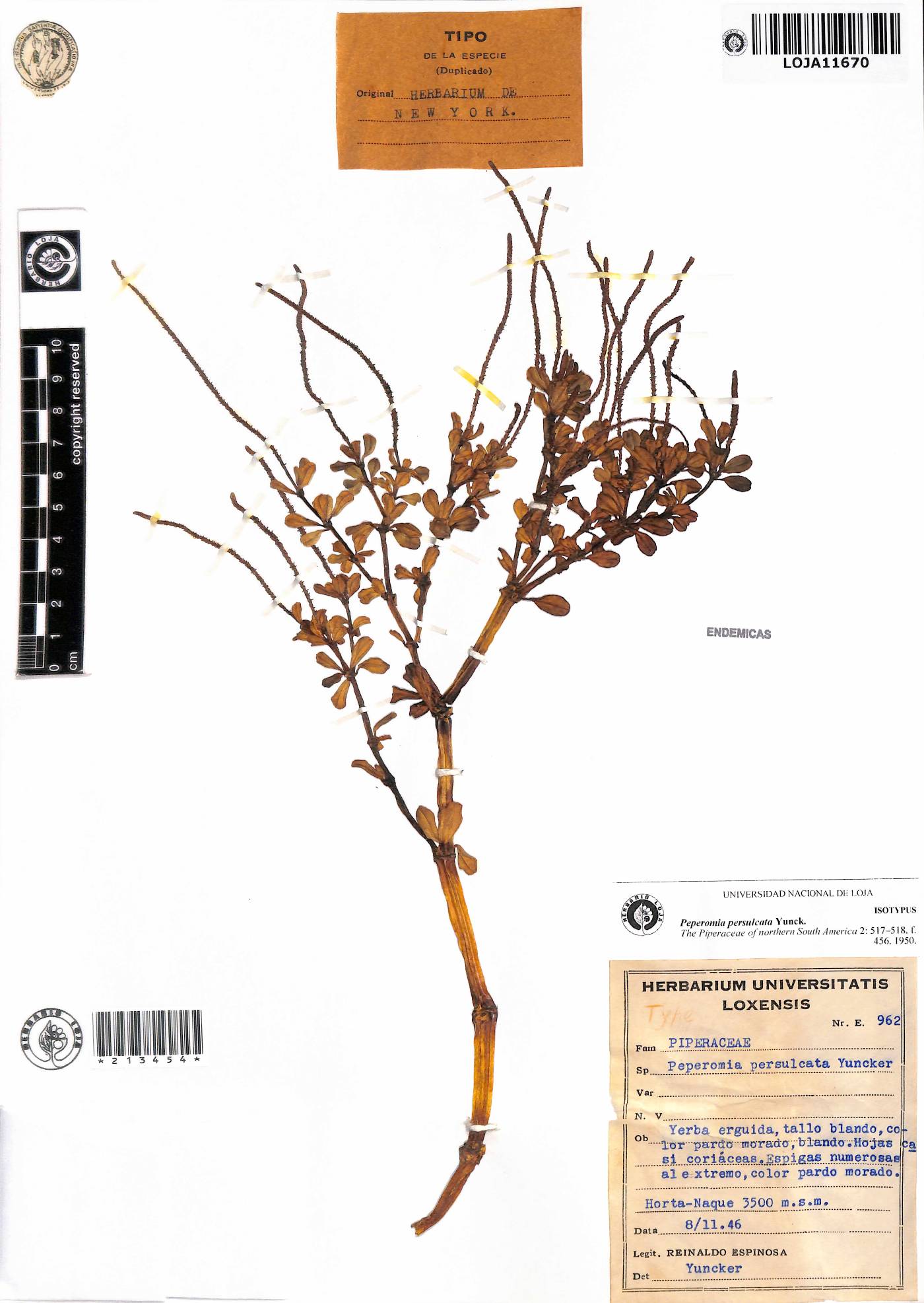 Peperomia persulcata image