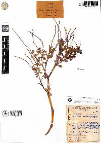 Image of Peperomia persulcata