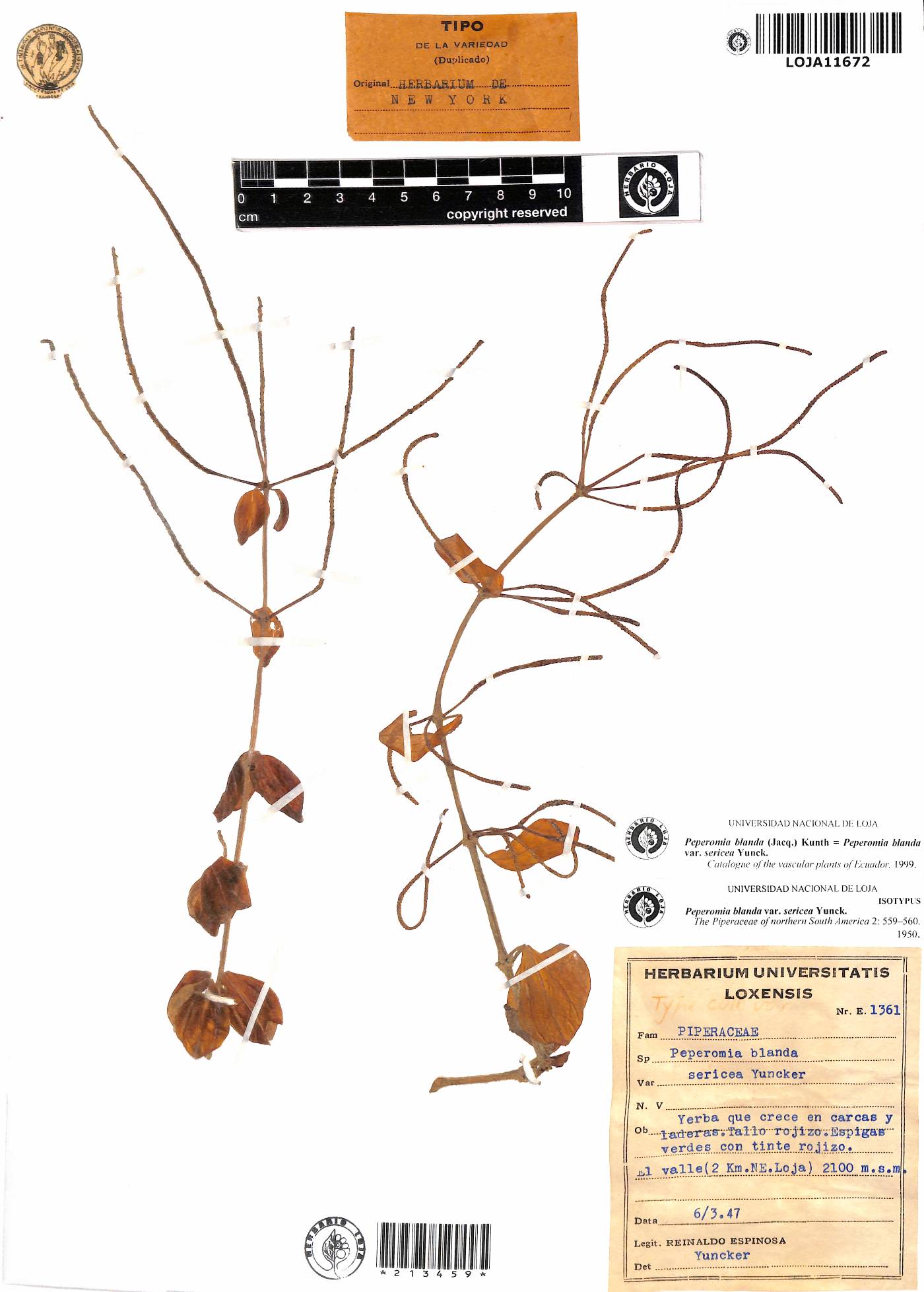 Peperomia blanda image