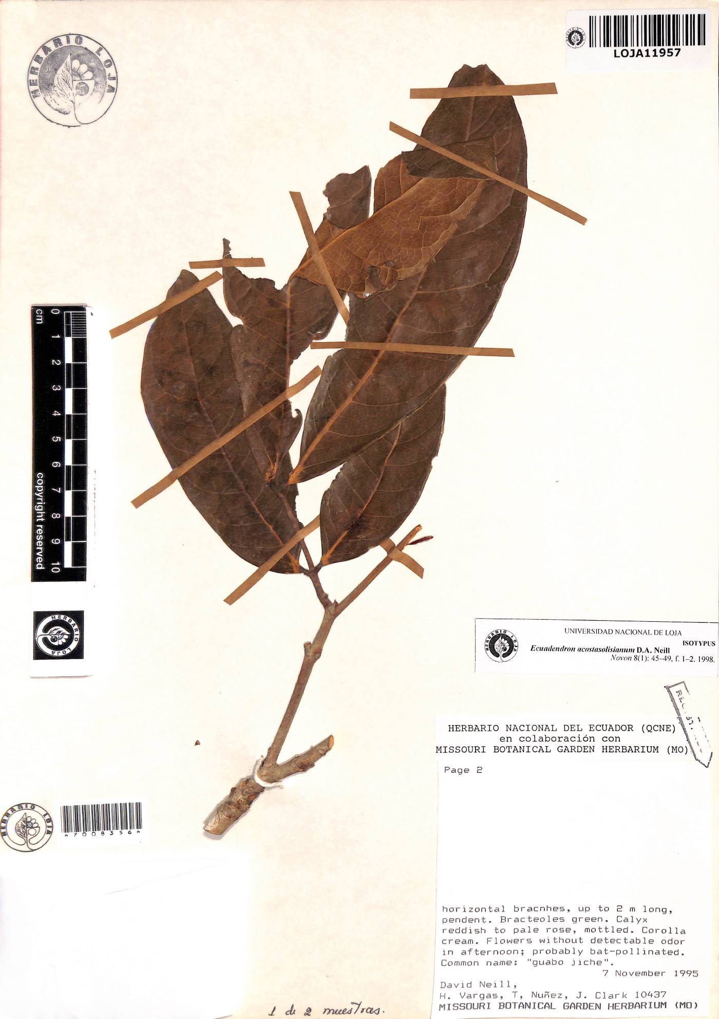 Ecuadendron acosta-solisianum image