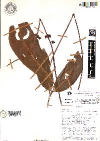 Ecuadendron acosta-solisianum image