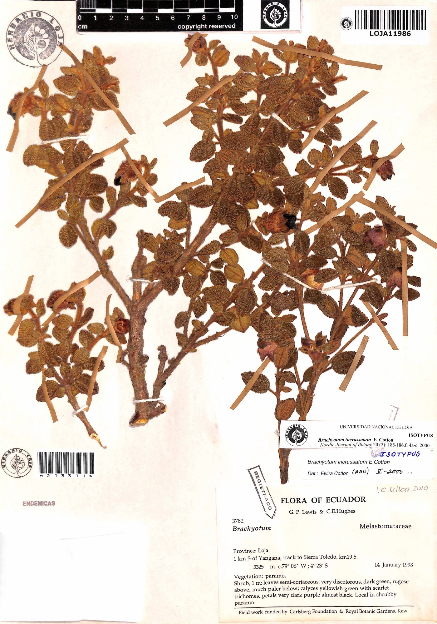 Brachyotum incrassatum image