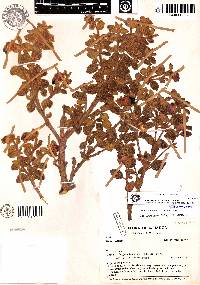 Brachyotum incrassatum image