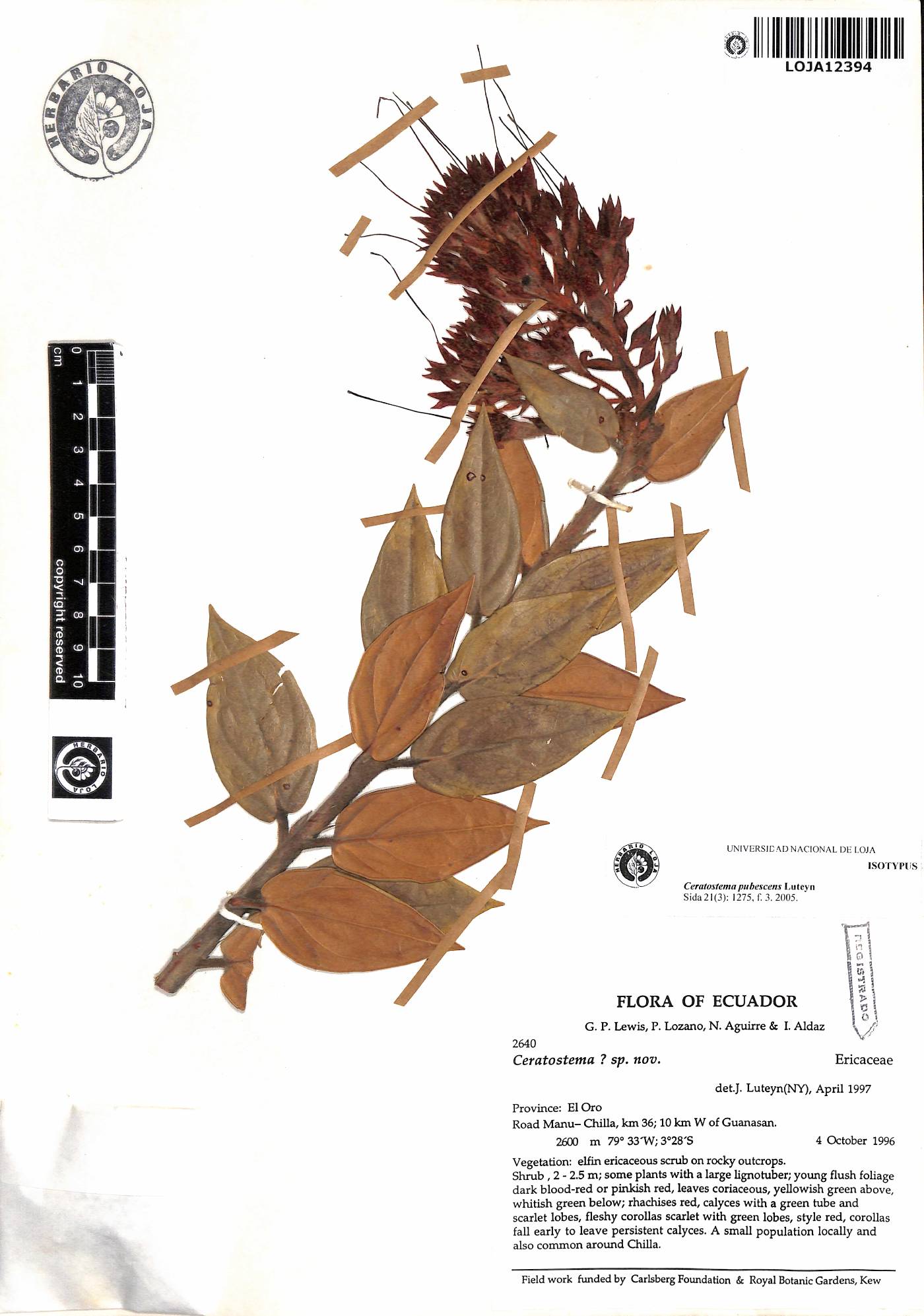 Ceratostema pubescens image
