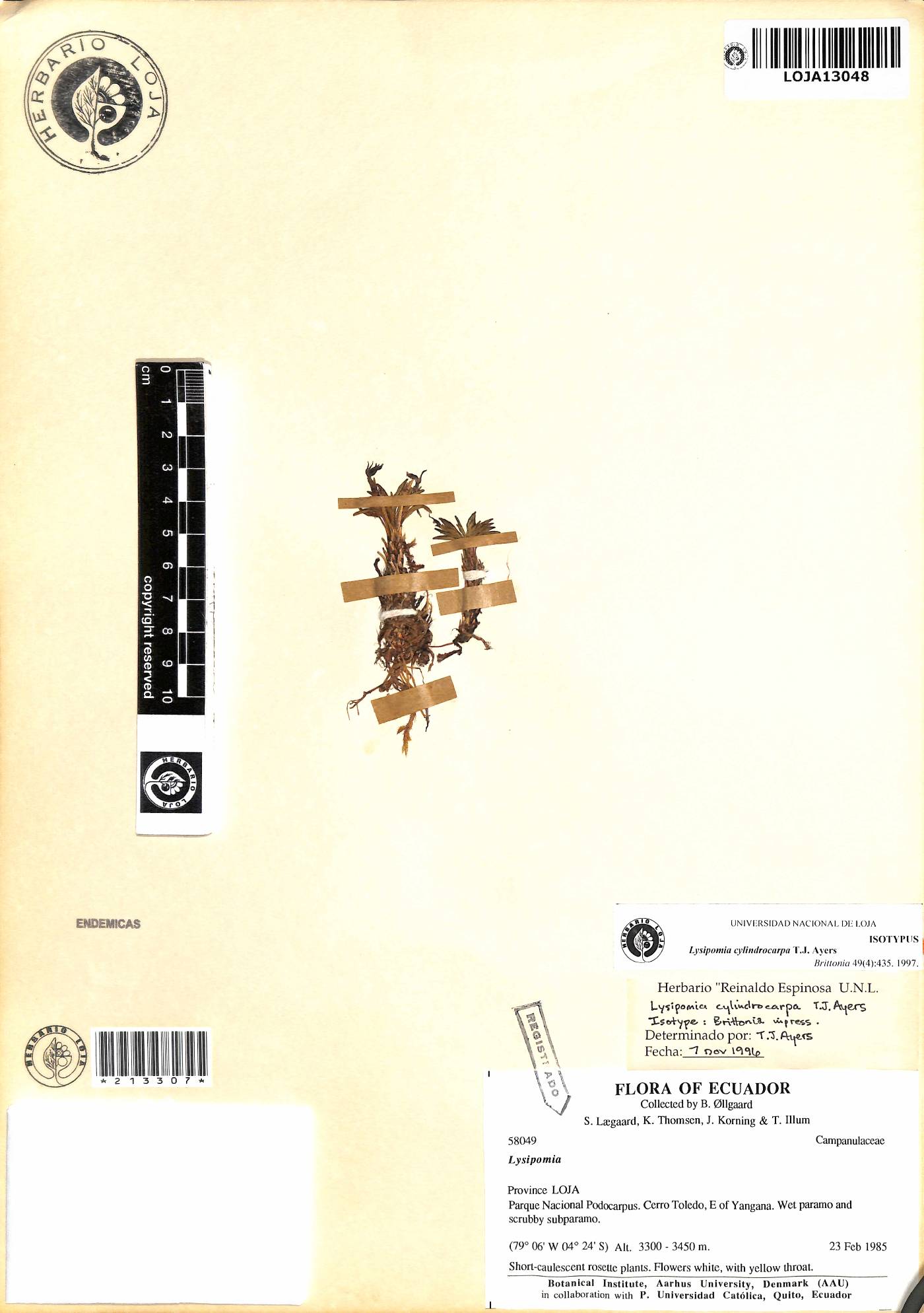 Lysipomia cylindrocarpa image