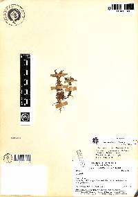 Lysipomia cylindrocarpa image