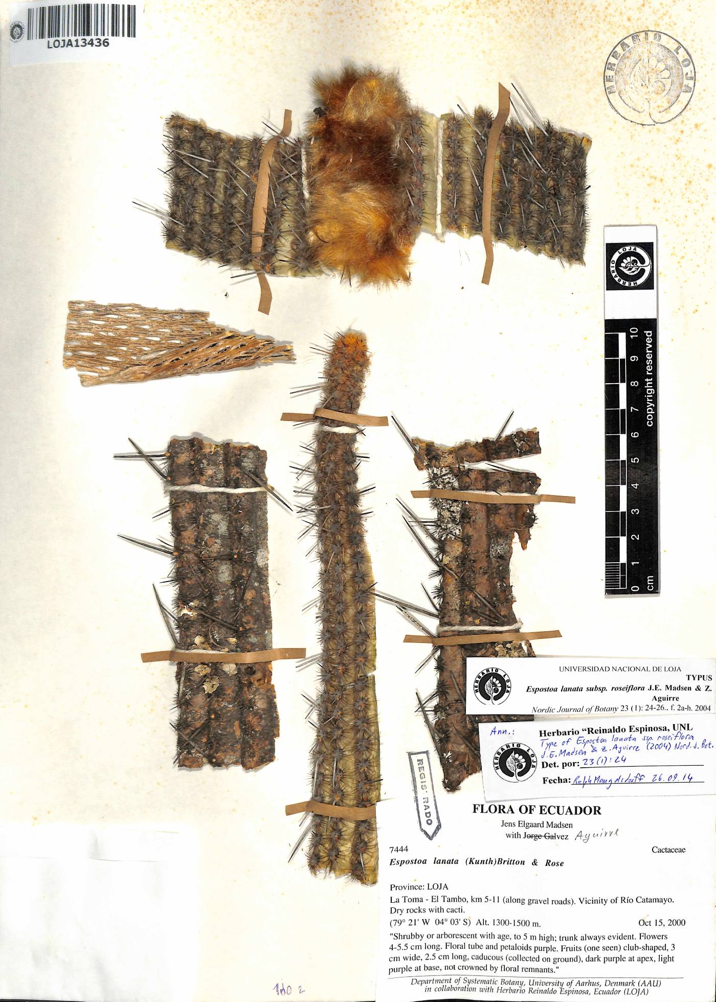 Espostoa lanata image