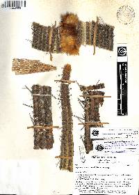 Espostoa lanata image