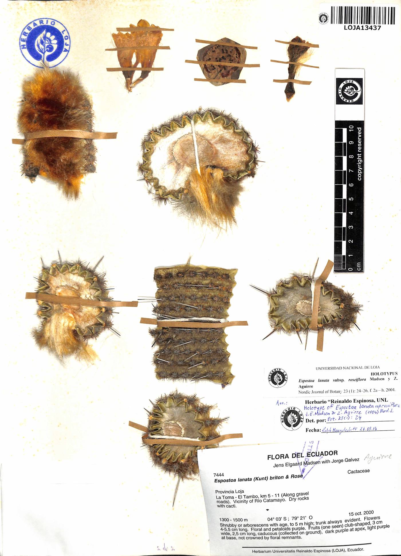 Espostoa lanata image