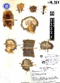 Espostoa lanata image