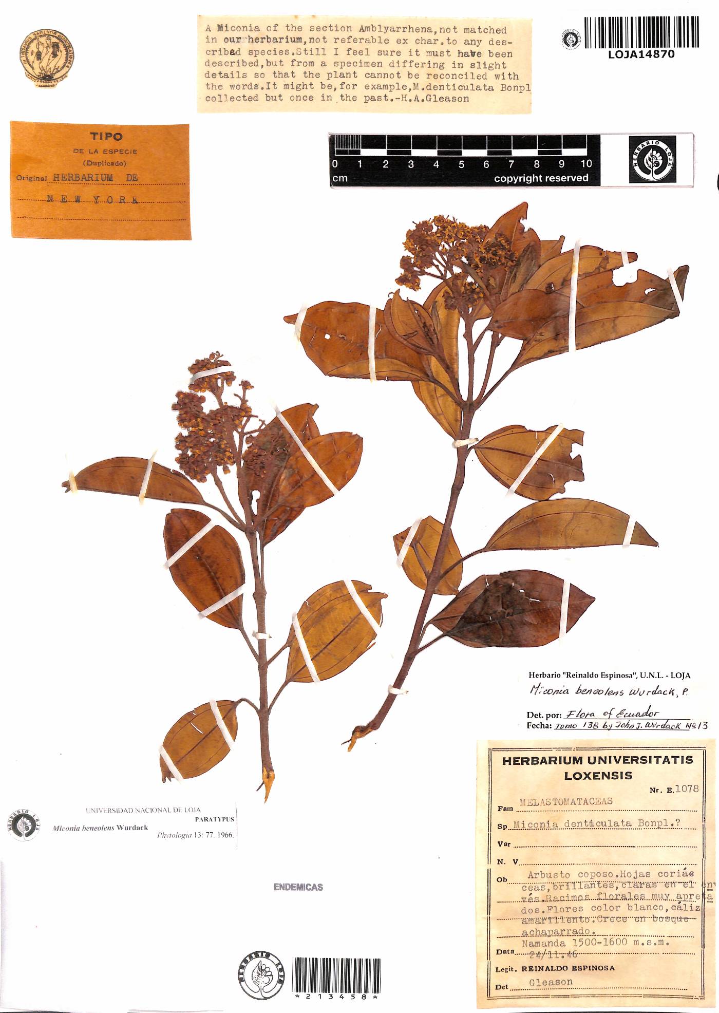 Miconia beneolens image