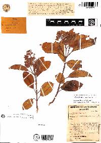 Image of Miconia beneolens