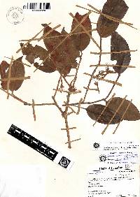 Hirtella recurva image