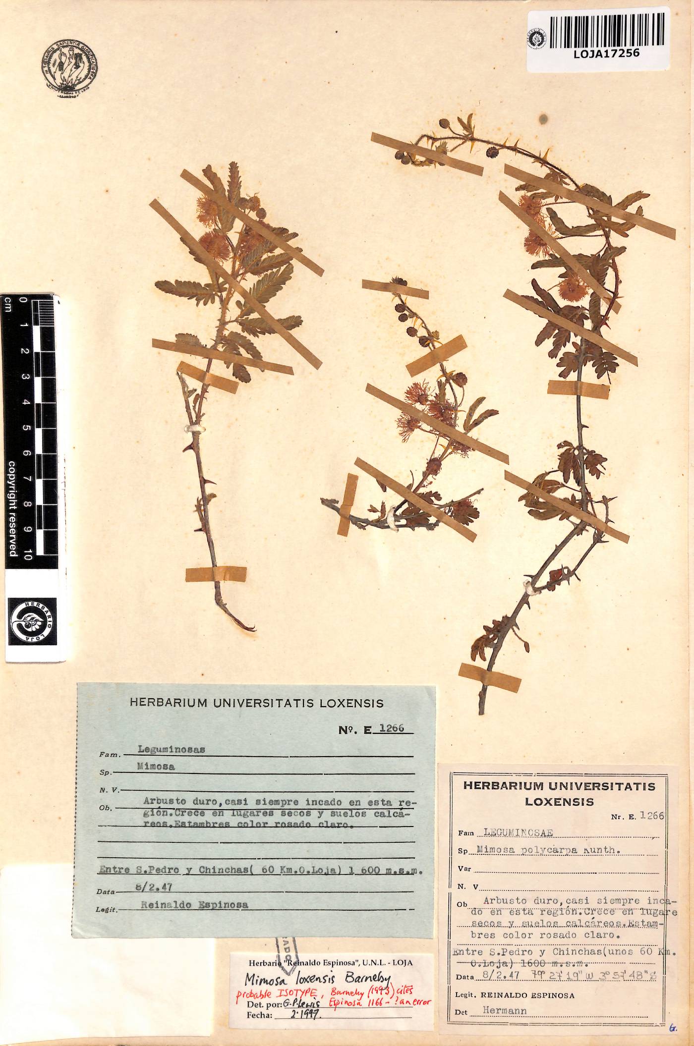 Mimosa loxensis image