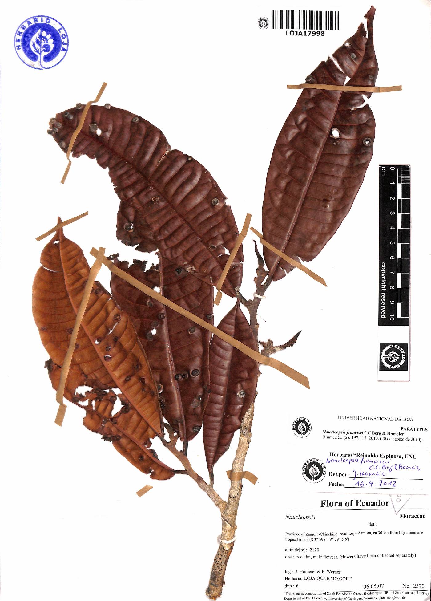 Naucleopsis francisci image