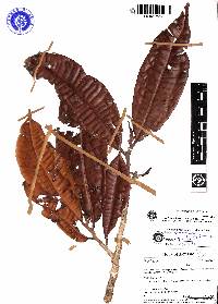 Naucleopsis francisci image