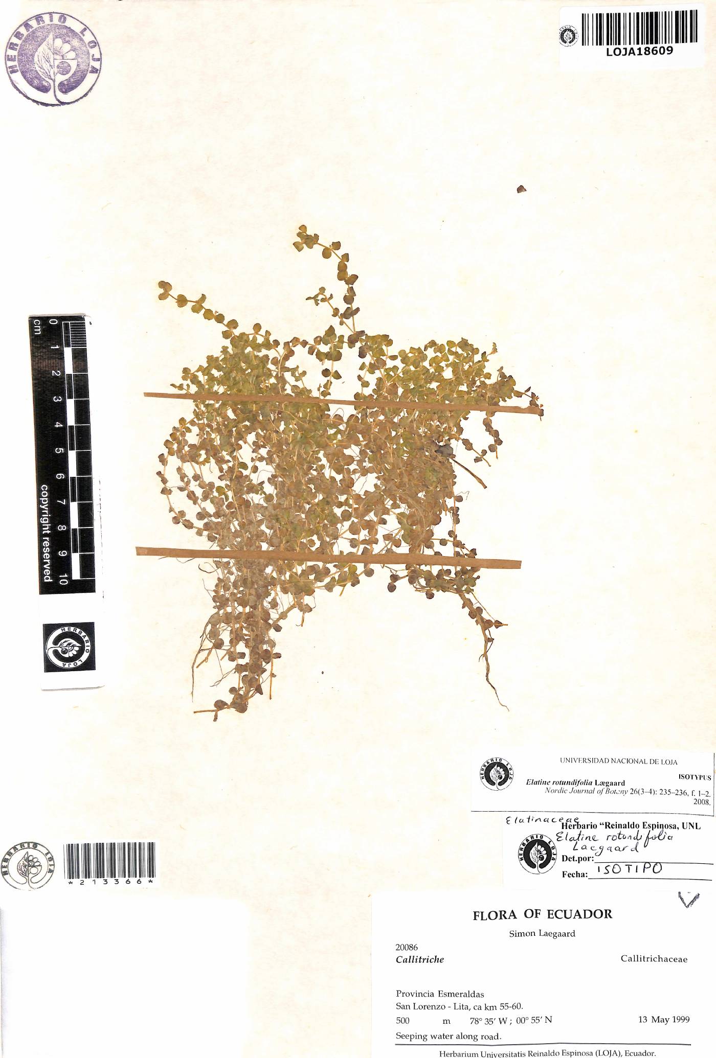 Elatine rotundifolia image