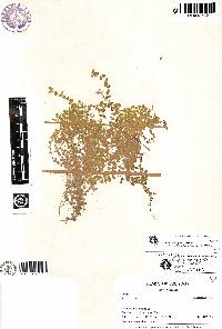 Elatine rotundifolia image