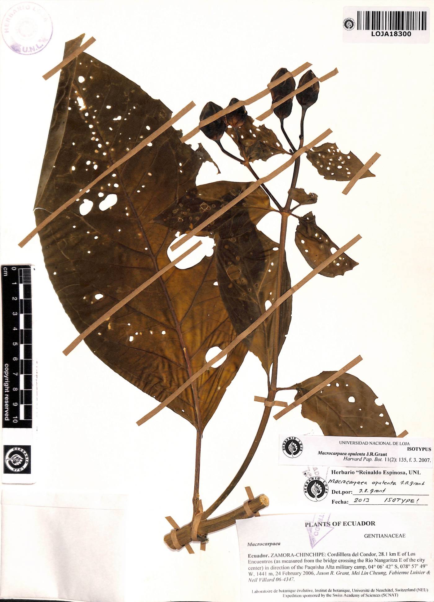 Macrocarpaea opulenta image