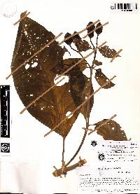 Macrocarpaea opulenta image