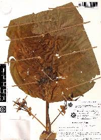 Macrocarpaea dies-viridis image